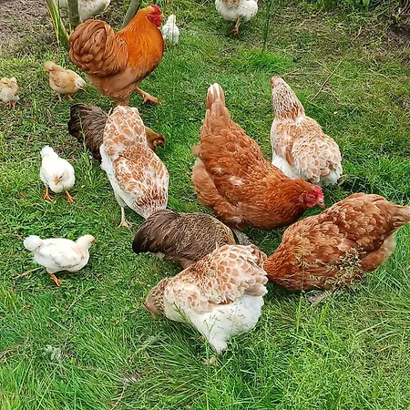 Alfseeglück * Alfhausen